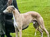 Outstanding breed whippet male for sale