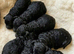 Kc miniature poodles