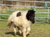 Halstock Spike miniature Gelding