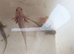 Axolotls