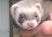 Lovely Jill Ferret for sale