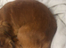 1 year old dachshund x Pomeranian x Jack Russell