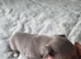 Blue Whippet Puppy's for sale
