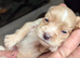 Cocker spaniel puppies