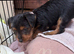 patter dale cross yorkshire terrier