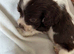 Beautiful Cocker spaniel Puppies
