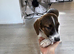 Female beagle