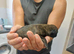 8 Belgian malinois cross whippet puppies for sale