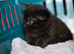 Adorable Kittens Looking for Loving Homes – £30 Each