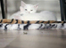 Turkish Angora kittens