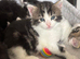 Tabby Fluffy kittens