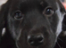 Malamute x black Labrador puppies