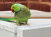 Stunning male Indian Ringnack parrot