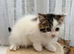 2 half Persian kittens, ready now