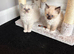 Beautiful Ragdoll Kittens Ready Now.