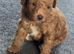 Miniature poodle puppies