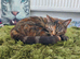 Beautiful Tortie Tabby Female Cat