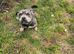 Pocket bully male