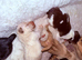 Beautiful JackChi puppies ️