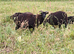 Hebridian ewes with lambs at foot