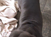 URGENT: wanted : Staffordshire bull terrier stud dog