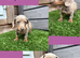Miniature Dachshund