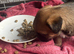Red grizzle border terrier puppies