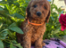 Stunning cockapoo puppies