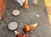 Laying hens for sale