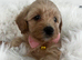 Absolutely outstanding maltipoo puppies