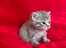 Beautiful Scottish fold kittens