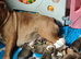 KC REG,english Bulldog Puppies from Health Tested Parents