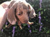 Miniature dachshund lilac dapple
