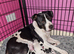 Staffordshire Bull Terrier Puppies