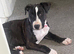 English bull terrier x Staffy girl 15 weeks old