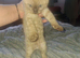 Ready now 2 female bengal kittens