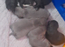 Lilac blue and black stuff to Bull Terriers puppies