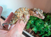 1.1 pair of Gargoyle Geckos