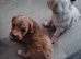 Beautiful Cavapoo Puppies
