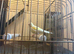 Canary