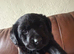 Very chunky Labrador puppies
