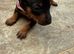 Mini pincher puppies