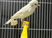 Male Irish fancy canary with cage