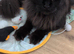 5 beautiful Maine coon kittens