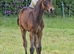 Beautiful connemara Filly