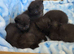 British shorthair x