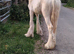 Cream yearly colt