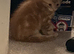 Gorgeous Kittens For Sale