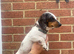 Daxie Jack