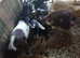 Billy goats
